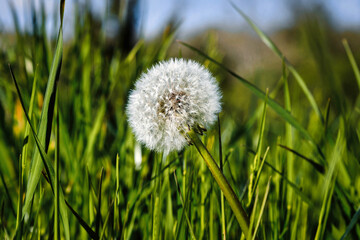 Weißer Löwenzahn auf einer grünen Wiese