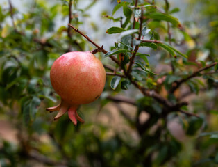 Pomegranata or Punica granatum hanging on a tree in Palermo, Italy