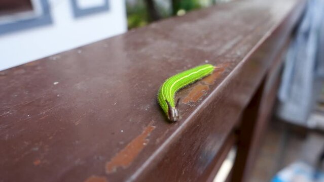 A close up shot of Melanitis leda, the common evening brown Caterpillar on a hard surface background. India