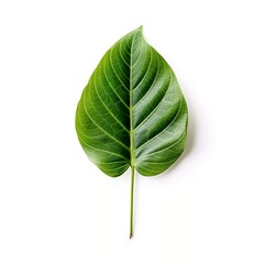 green leaf isolated on white background Created with generative Ai	
