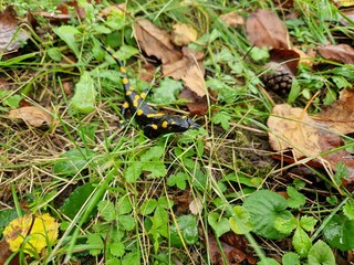 Feuersalamander im Garten