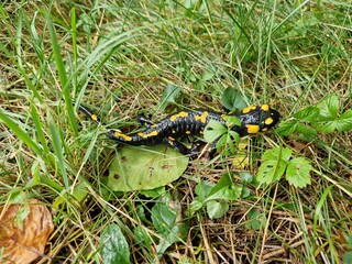 Feuersalamander im Garten