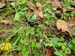 Feuersalamander im Garten