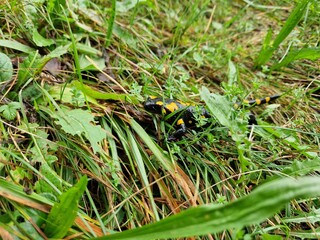 Feuersalamander im Garten