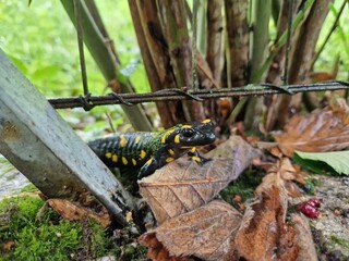 Feuersalamander im Garten