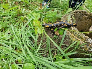 Feuersalamander im Garten