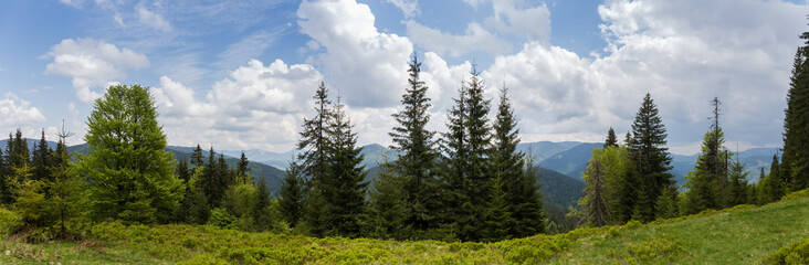 Different trees on mountain meadow edge against distant ridges, panorama