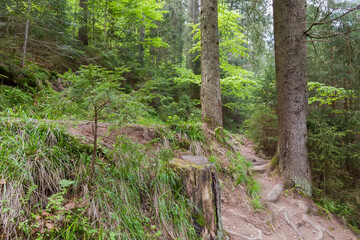 Section of forest on mountain slope in spring overcast day
