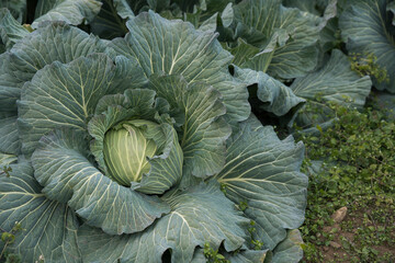 cabbage before harvest