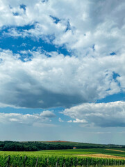 Beautiful landscape with sky and grass. Blue sky with fluffy luxurious clouds. Glade with dense juicy green grass and vineyards.