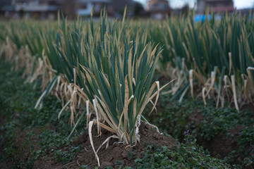 green onion field