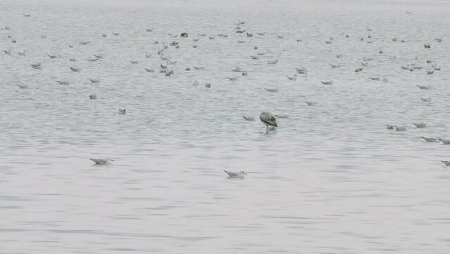 Flock of seagulls and single heron in Sitra park lake