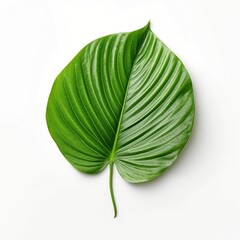 green leaf isolated on white background Created with generative Ai	