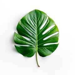 green leaf isolated on white background Created with generative Ai	