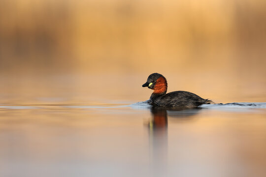 Little grebe , Tachybaptus ruficollis , small duck, detail head portrait. Bird in natural environment. Close-up photography . Spring season in Slovenia. Floating hide