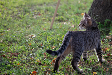 Garden Watch: A Tabby Kitten on Alert, free space