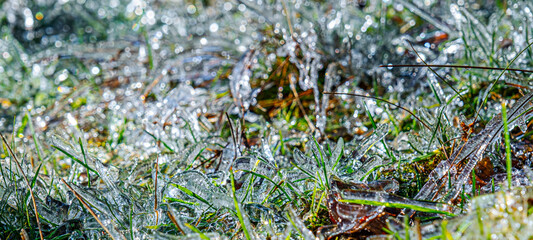 Green grass covered with ice. Consequences after freezing rain.