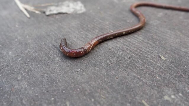 Close up shot of a big earthworm ( Lumbricina ) on a concrete ground. Uttarakhand India.