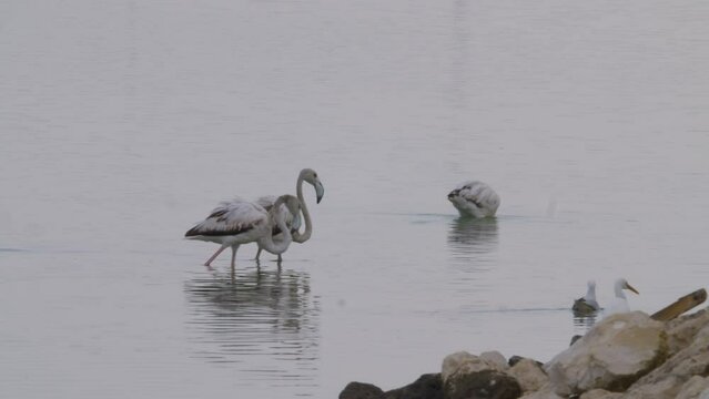 Steady waters of lake in Sitra park, Flamingos wading