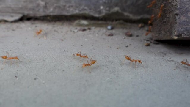Close up shot of Red garden ant trail. uttarakhand India