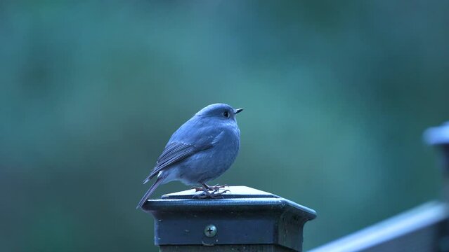 Plumbeous water redstart  in the forest of Taiwan