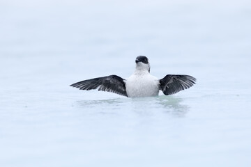 Little auk, Alle alle, in the water.  Natural habitat. The Little Auk is the most abundant seabird in the Arctic. Europe