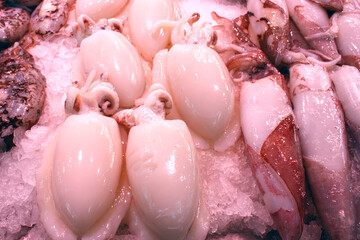 Fresh calamary for sale in the  central market in Valencia, Spain