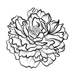 Peony black and white hand-drawn illustration vector
