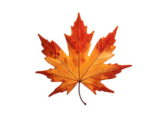 Warm color tree leaf on PNG or Transparent background