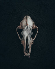 Skull