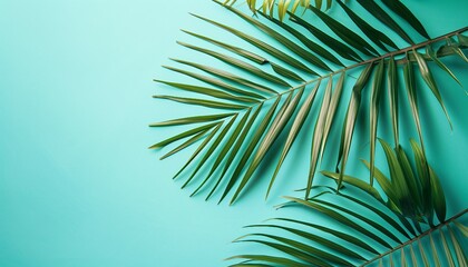 Fresh palm leaf on turquoise pastel blue background, blurred shadow from palm leaves on the light blue wall minimal.