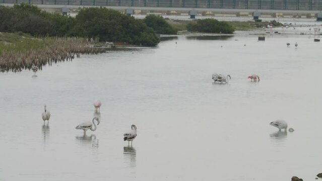 Sitra park shore birds in Bahrain
