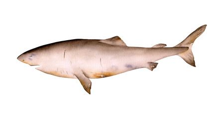 Hand-drawn watercolor Greenland shark illustration isolated. Underwater ocean creature. Marine...