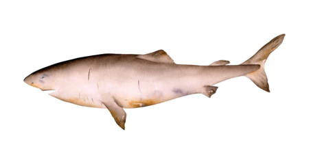 Hand-drawn watercolor Greenland shark illustration isolated. Underwater ocean creature. Marine animals collection	