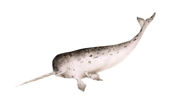 Hand-drawn watercolor narwhal illustration isolated. Narwhale. Underwater ocean creature. Sea animal. Marine mammal. Toothed whales animals collection