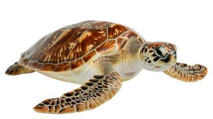 Sea turtle isolated on a transparent background