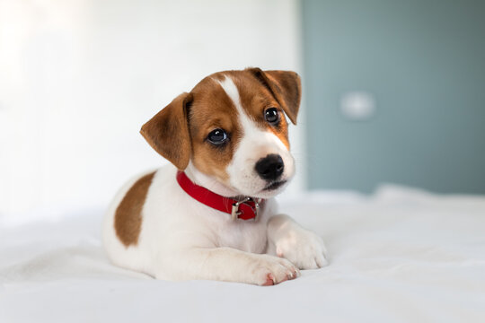 Tiny Jack Russel terrier puppy on the white bed close up. Dogs and pets photography