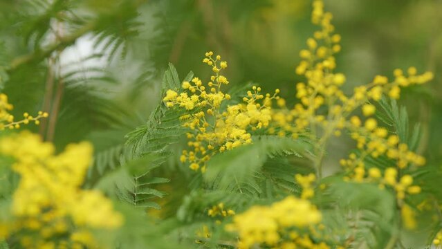 Acacia Dealbata Or Mimosa Tree With Bright Yellow Flowers. Yellow Flowers On Branches Of Silver Wattle. Close up.