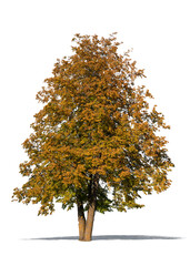 Tall linden tree with golden leaves in autumn isolated on white background