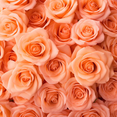 rose flowers on the background, peach fuzz,