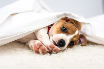 A small white dog puppy breed Jack Russel Terrier with beautiful eyes lays on white carpet. Dogs and pet photography