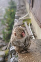銚子渓お猿の国【香川県小豆郡土庄町（小豆島）】29