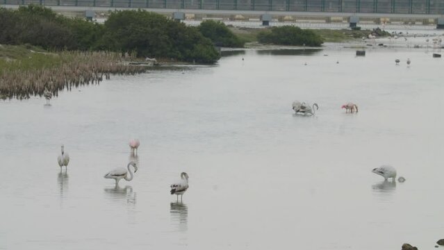 Sitra park shore birds in Bahrain