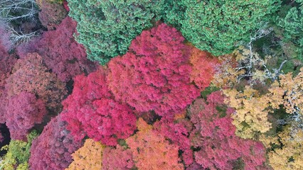Bird eye view of autumn leaves in Japanese famous viewspot
