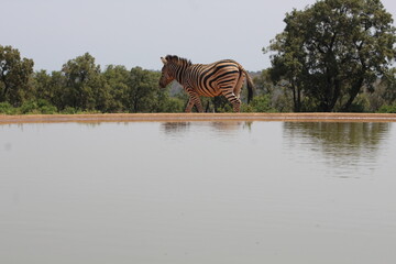 Fototapeta na wymiar Zebra on the waterhole. Zebras are African equines with distinctive black-and-white striped coats. Zebras share the genus Equus with horses and asses.