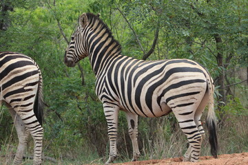 Fototapeta na wymiar A zebra. Zebras are African equines with distinctive black-and-white striped coats. Zebras share the genus Equus with horses and asses.