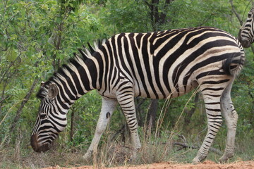 Fototapeta na wymiar A zebra. Zebras are African equines with distinctive black-and-white striped coats. Zebras share the genus Equus with horses and asses.