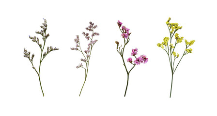 Set of limonium flowers (small twigs) isolated on white or transparent background