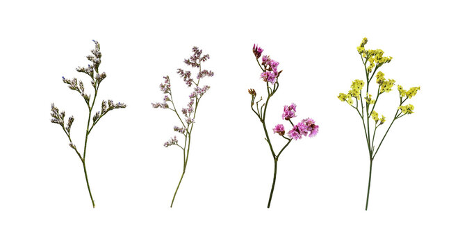 Set of limonium flowers (small twigs) isolated on white or transparent background