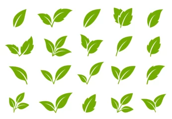 Foto op Plexiglas green leaves and branches icon © mallinka1